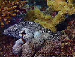 Whitemouth moray; Seychelles; Olympus TG1 by Chris Rodrigues 